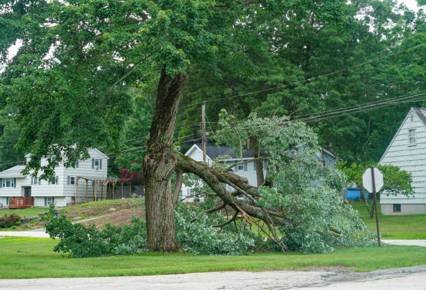 The Steps Involved in Our Tree Care Process in Grundy, VA